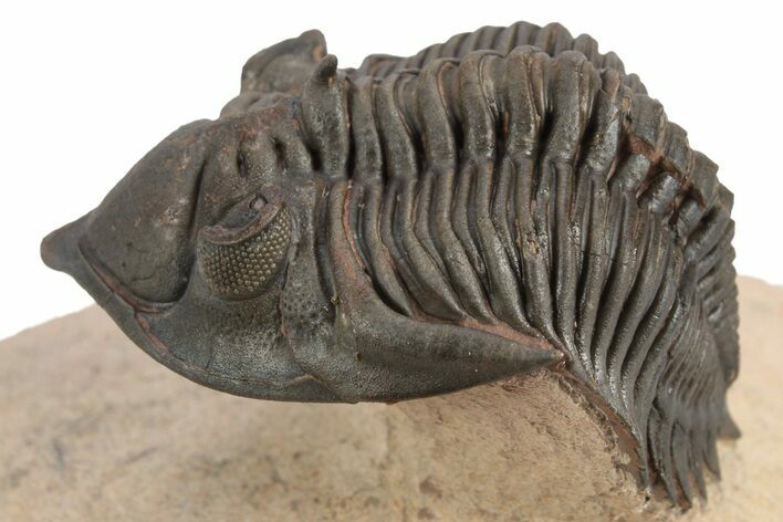 Detailed Metacanthina Trilobite - Lghaft, Morocco #248773